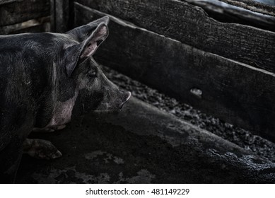 Portrait Of A Pig In A Pigsty On Old Dirty Cement Ground In The Traditional Farm At Breeding.