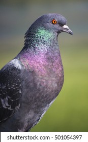 A Portrait Of A Pigeon With Beautiful Hackle Feathers.