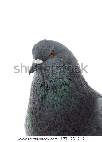 Similar – Image, Stock Photo city bird Animal Bird