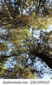 portrait of a pine tree photographed from below
