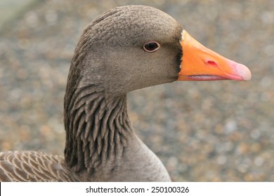 Portrait Of A Pink Footed Goose