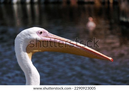 portrait of pink pelican with on a background of pond with blue water