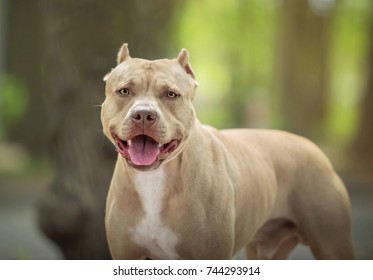 Portrait Of A Pit Bull