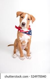 Portrait Of Pit Bull Puppy Wearing American Flag Bandana