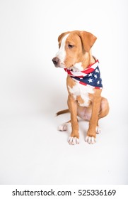 Portrait of Pit Bull Puppy Wearing American Flag Bandana