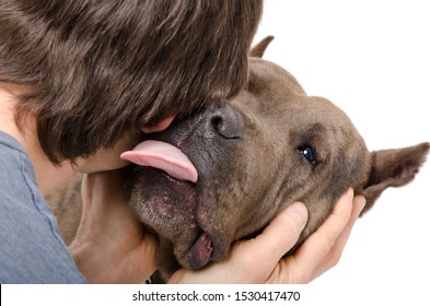 Portrait Of A Pitbull, Who Licks His Owner, Isolated On White Background