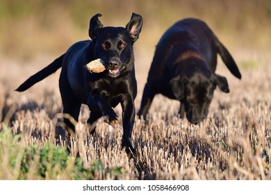 Dog Sex Babi - Playful Images, Stock Photos & Vectors | Shutterstock