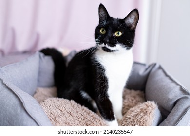 Portrait Of Playful Black And White Kitten At Home. Young Black Cat With White Whiskers And Intelligent Yellow Eyes Is Sitting In Eco Cat Bed. Unusual Rare Color Of Pet. World Cat Day.