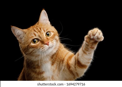 Portrait of Playful Ginger Cat Raising up Paw and Looking in Camera on Isolated Black Background