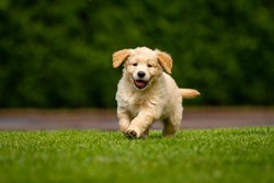 Portrait Of A Playful Puppy Of Pedigreed Golden Retriever Dog Is Running In A Green Park Towards The Camera In A Sunny Day.