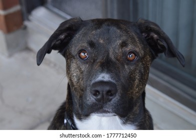 Portrait Of Plot Hound Puppy With Piercing Eyes