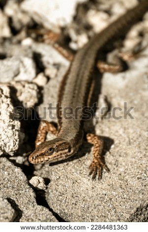 Portrait of a podarcis muralis (common wall lizard) warming up under the sunlight.