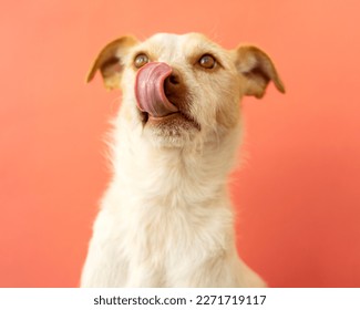 Portrait of a podenco breed dog on a red background. dog sticking out tongue	 - Shutterstock ID 2271719117