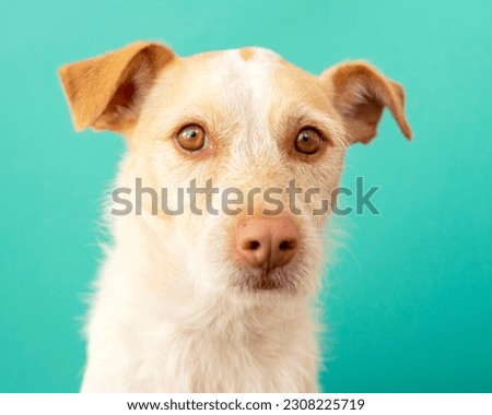 Portrait of a podenco breed dog on a blue background. sad crestfallen dog	

