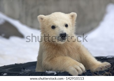 Portrait of a polar bear baby in a tired tire