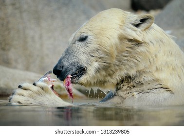 Portrait Of A Polar Bear Chewing And Eating Fish