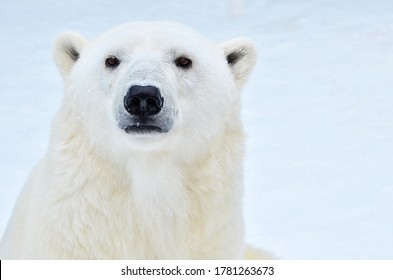 Portrait of a polar bear close up.