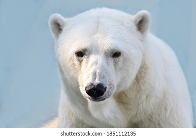 Portrait of a polar bear in close-up. - Powered by Shutterstock