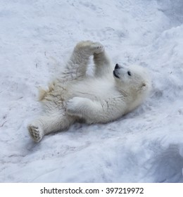 Portrait Of Polar Bear Cub Practicing Yoga On The Snow.