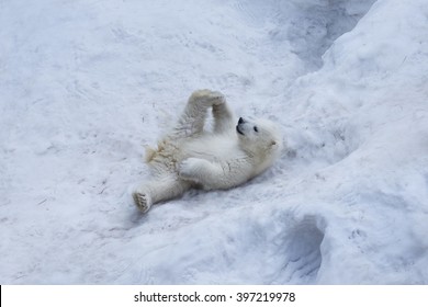 Portrait Of Polar Bear Cub Practicing Yoga On The Snow.