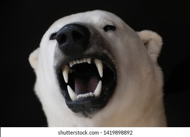 Portrait Of A Polar Bear With Open Plane Mouth An Teeth In Front Of Black Bachground