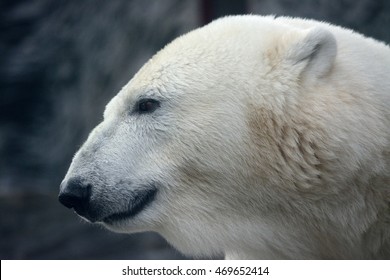 Portrait Of The Polar Bear (Ursus Maritimus)