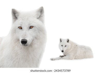 retrato lobo blanco polar