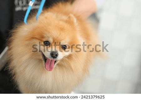 portrait of a Pomeranian dog in close-up with its tongue sticking out. Pets
