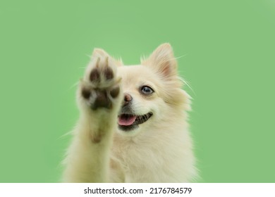 Portrait Pomeranian Dog High Five. Isolated On Green Pastel Background Pet Trick Concept