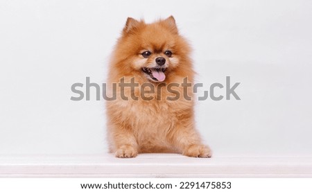 Portrait Pomeranian dog is sitting at the table on gray background. Free space for text. Cute smiling pet licking lips and asks for food.