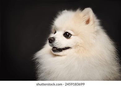 Retrato un Pomeranian Spitz