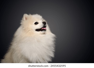 Retrato un Pomeranian Spitz