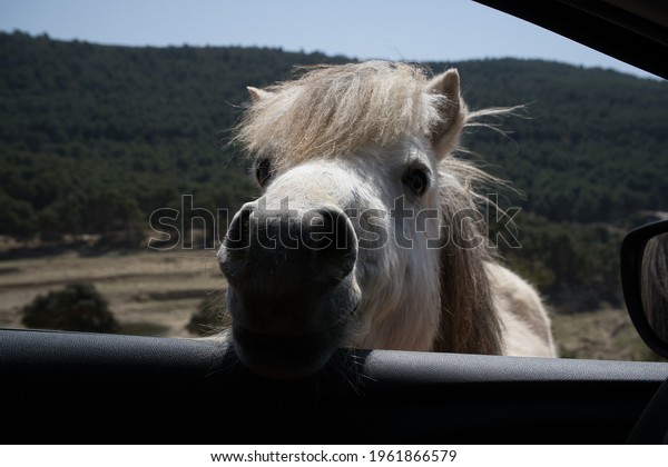 portrait of a pony in a\
car window. animal