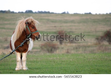 Portrait of a pony, photo shoot of a pony with an attitude, shot in the country side