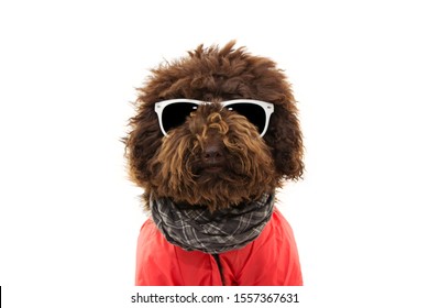 portrait poodle dog wearing warm red coat and glasses. isolated on white background. - Powered by Shutterstock