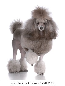 Portrait Of Poodle Isolated On White