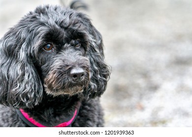 99+ Dachshund Poodle Mix Puppy