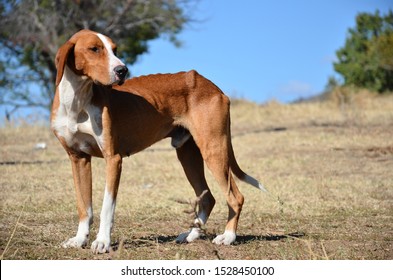 posavac hound