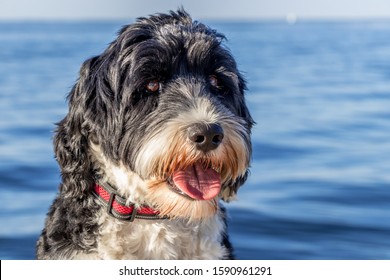 Portrait Of A Portuguese Water Dog At The Ocean In Florida