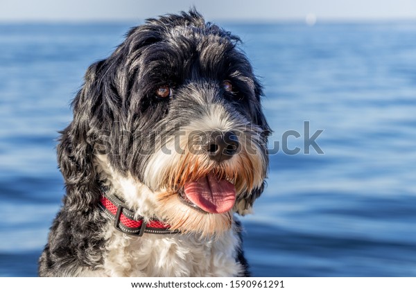 portrait of a Portuguese Water Dog at the Ocean\
in Florida