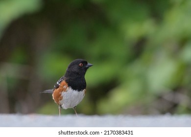 Portrait of a posing Spotted Towhee, this is a popular bird in North America. Black above with white spots on wings and back, bright rufous sides, and white belly. Eye is staring red.