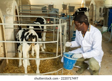 Portrait Of Positive African American Veterinarian Inspecting Calves In Dairy Farm