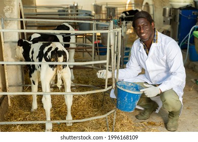 Portrait Of Positive Afro American Veterinarian Inspecting Calves In Dairy Farm