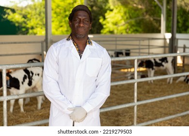 Portrait Of Positive Afro American Veterinarian Inspecting Calves In Dairy Farm