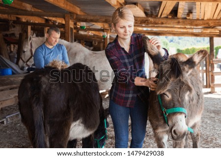 Portrait of positive woman working on farm stall, looking after donkeys 

