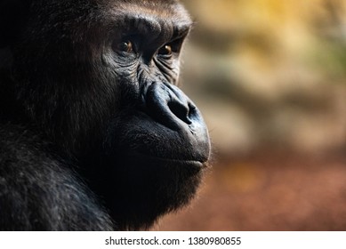 Portrait Of A Powerful Gorilla With Expressive Eyes.