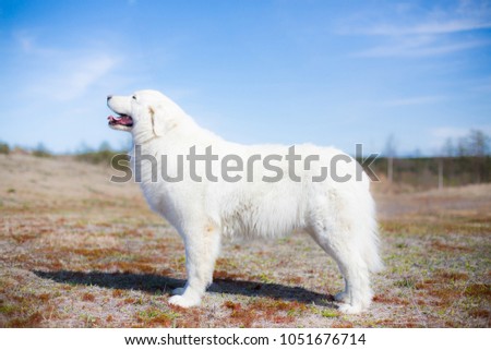 Portrait of pregnant maremma sheepdog standing in the summer field on a blue background. Big white fluffy dog is on the moss