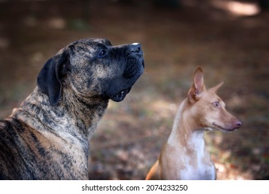 Portrait of a Presa Canario purebred dog with a blurry Podenco Canario purebred dog in the background