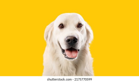 Portrait of pretty blond labrador retriever dog looking at the camera with happy smile, posing over yellow studio background, closeup shot - Shutterstock ID 2175770599
