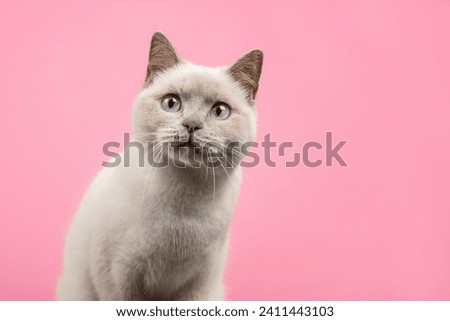 Portrait of a pretty british shorthaired cat looking a little suprised of curious straight at the camera on a pink background